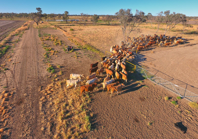 Aerial view of Outback Cattle mustering featuring herd of livestock cows and bulls in drought and dusty area.