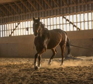 Equine sheds